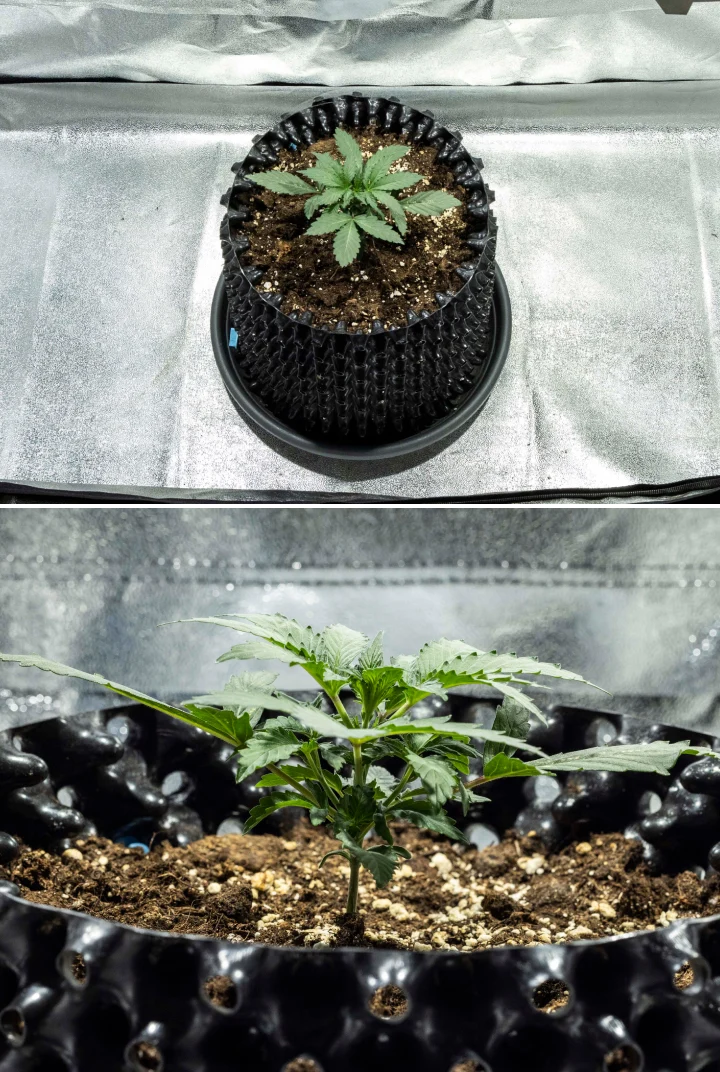 North Thunderfuck Grow Report – Week 1 Seedling Stage North Thunderfuck cannabis seedling in week 1 showing first true leaves and healthy early growth in soil under LED light
