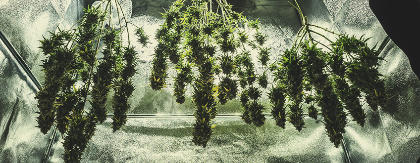Harvest (End of Week 10) Harvest (End of Week 10)