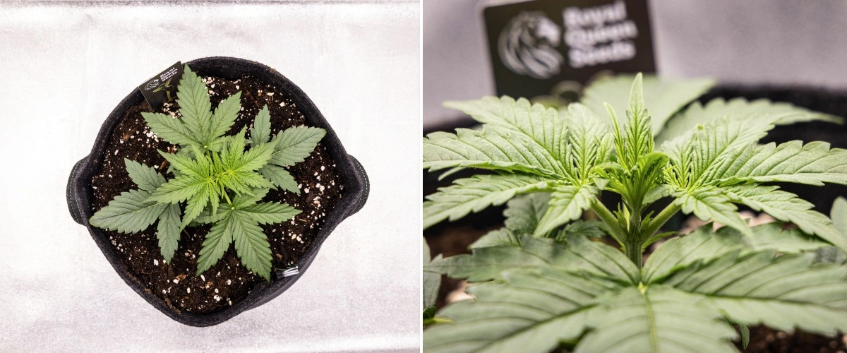 Gaia F1 Grow Report – Week 2 Early Vegetative Growth Gaia F1 cannabis plant in week 2 growing in soil with healthy early vegetative growth indoors