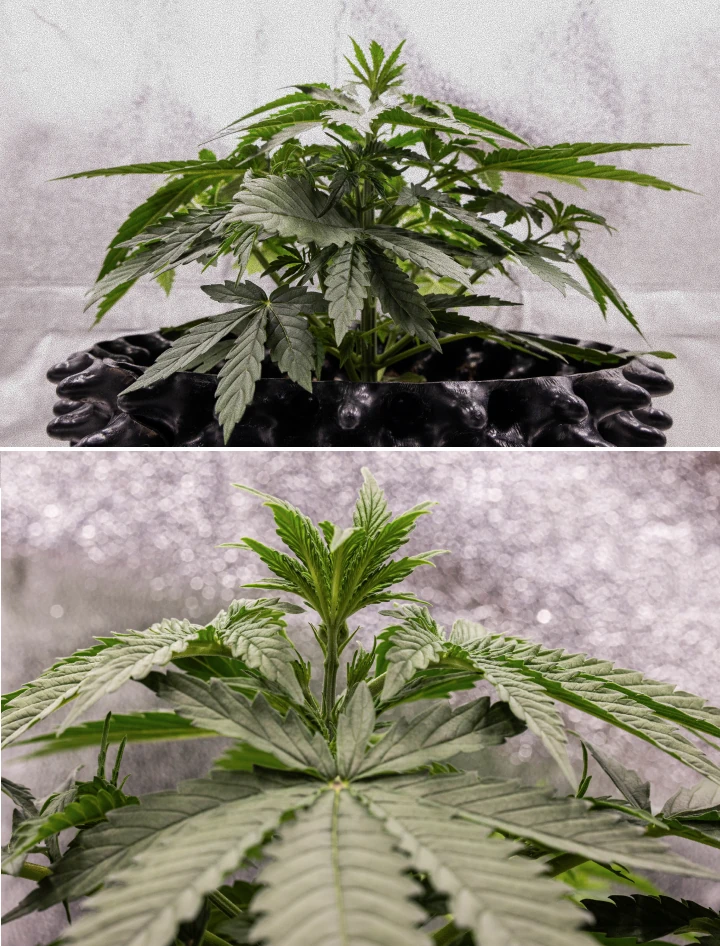GOAT'lato Auto cannabis plant in week 2 of early vegetative growth, developing additional fan leaves and strong root structure under LED light in BioBizz Light Mix