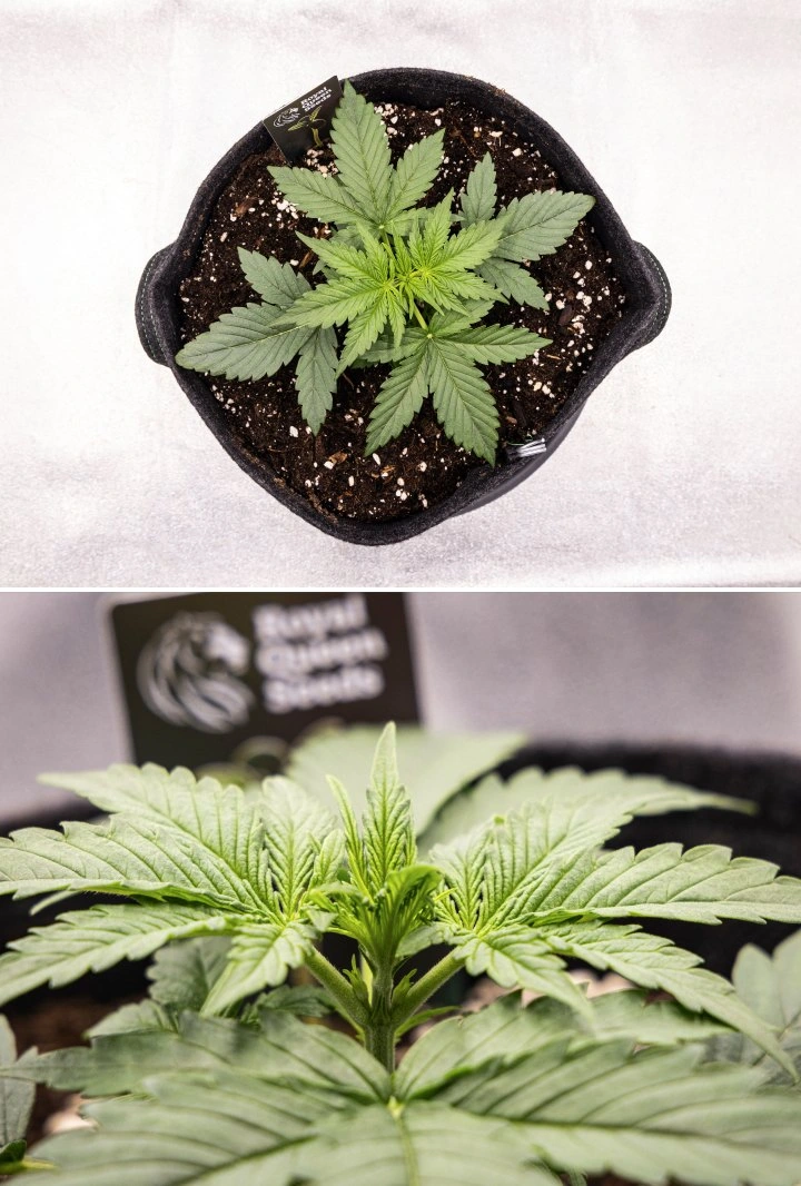 Gaia F1 Grow Report – Week 2 Early Vegetative Growth Gaia F1 cannabis plant in week 2 growing in soil with healthy early vegetative growth indoors
