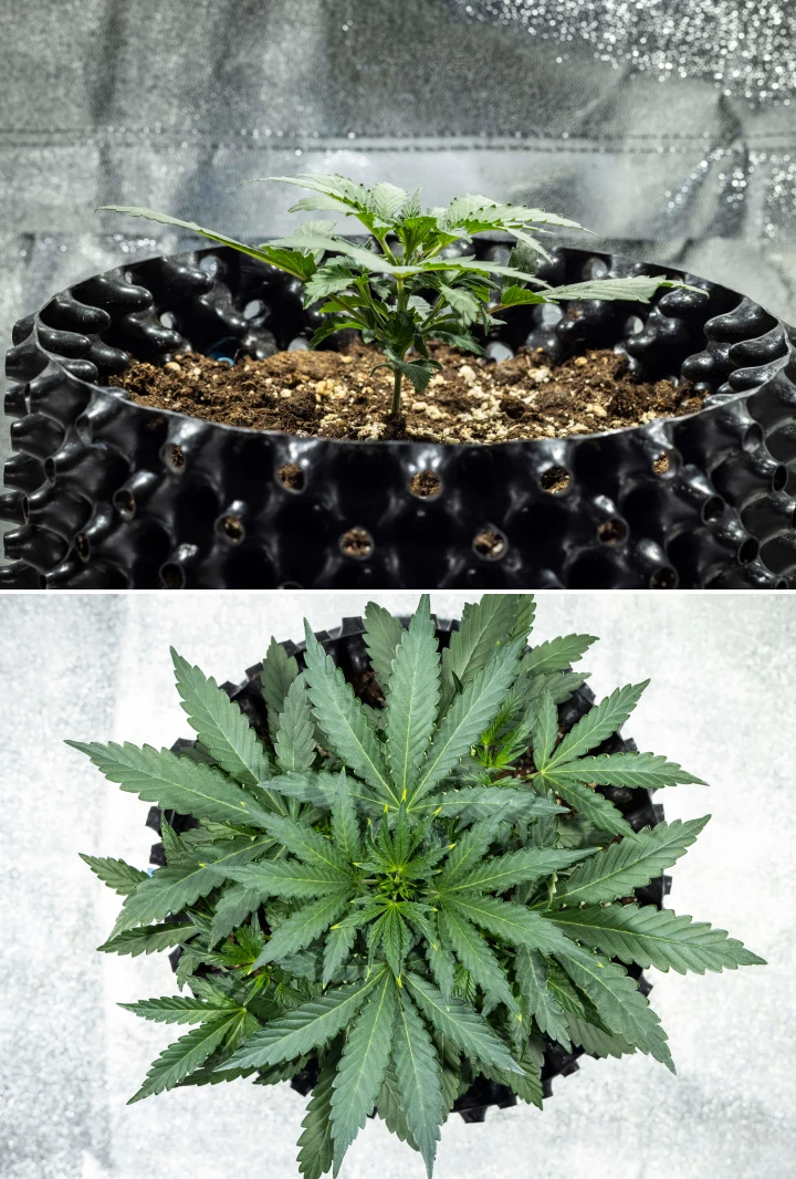 North Thunderfuck Grow Report – Week 2 Early Vegetative Stage North Thunderfuck cannabis plant in week 2 of early vegetative growth developing additional fan leaves and establishing a stronger root system in soil under LED light