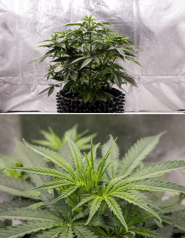 GOAT'lato Auto cannabis plant in week 3 showing vigorous growth, broader fan leaves, strong lateral branching, and early pre-flowers forming under LED light