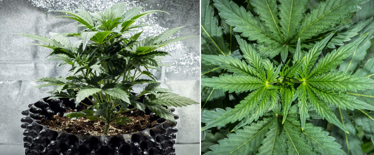 North Thunderfuck Grow Report – Week 3 Vegetative Growth Stage North Thunderfuck cannabis plant in week 3 of vegetative growth showing vigorous structure, broad fan leaves, and healthy branching in soil under LED light