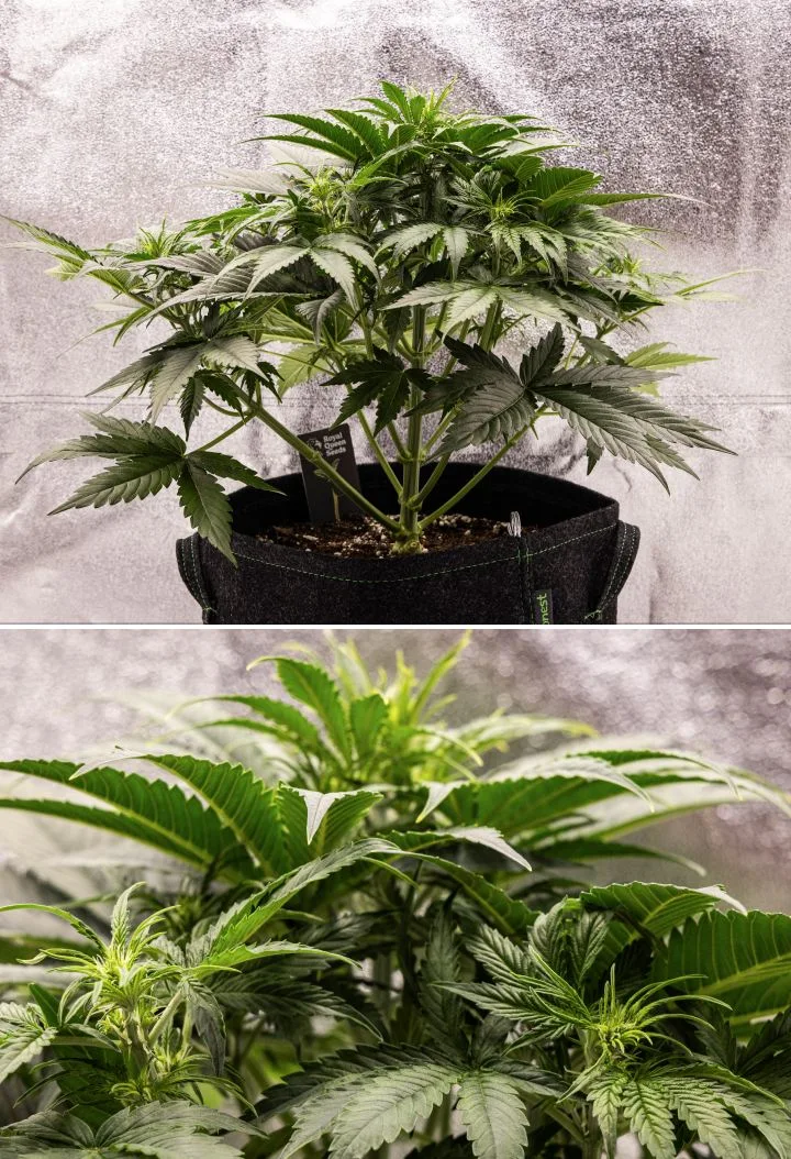 Gaia F1 Grow Report – Week 4 Early Flowering Growth Gaia F1 cannabis plant in week 4 growing in soil with healthy early flowering growth indoors