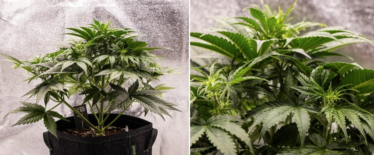 Gaia F1 Grow Report – Week 4 Early Flowering Growth Gaia F1 cannabis plant in week 4 growing in soil with healthy early flowering growth indoors