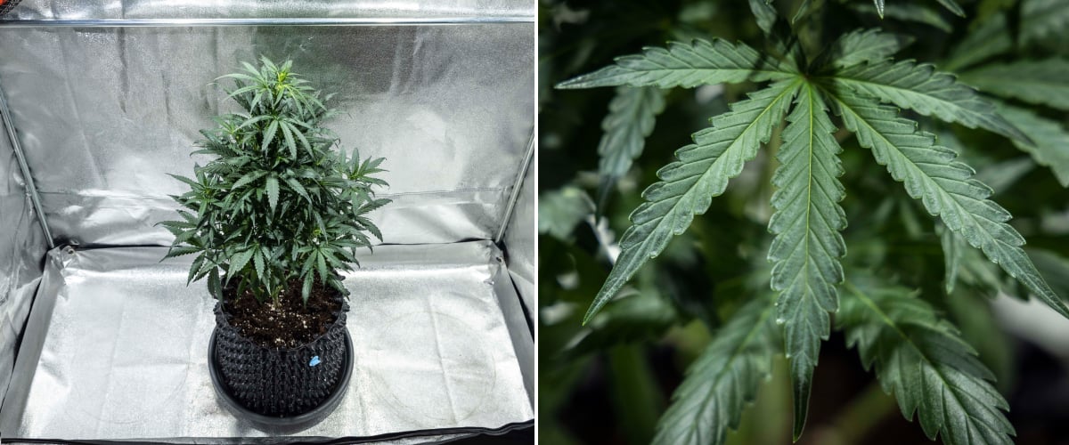 North Thunderfuck cannabis plant in week 4 of vegetative growth showing a fuller canopy, strong branching, and healthy fan leaves developing in soil under LED light