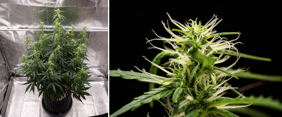 GOAT'lato Auto cannabis plant during weeks 5 and 6 of early flowering, showing established bud sites, controlled stretch, and compact structure under LED light