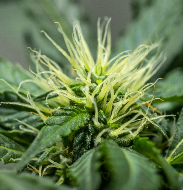 North Thunderfuck Grow Report – Week 6 Early Flower Development North Thunderfuck cannabis plant in week 6 of flowering showing developing bud structure, abundant white pistils, and healthy sugar leaves under LED light