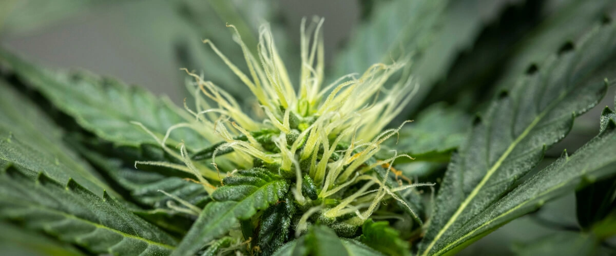 North Thunderfuck Grow Report – Week 6 Early Flower Development North Thunderfuck cannabis plant in week 6 of flowering showing developing bud structure, abundant white pistils, and healthy sugar leaves under LED light