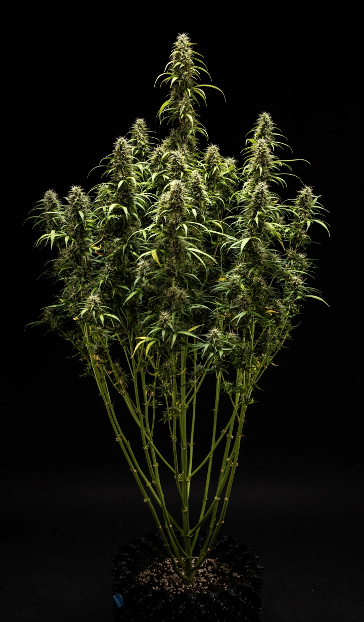 GOAT'lato Auto cannabis plant in week 9 showing cloudy trichomes with some amber, firm mature buds, and peak aroma during final flush before harvest