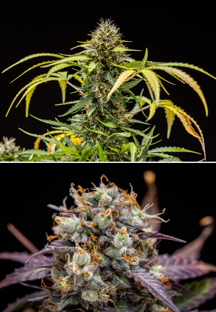 North Thunderfuck cannabis plant during weeks 9–10 of flowering showing fully developed buds, darkened pistils, heavy resin coverage, and signs of harvest readiness under LED light