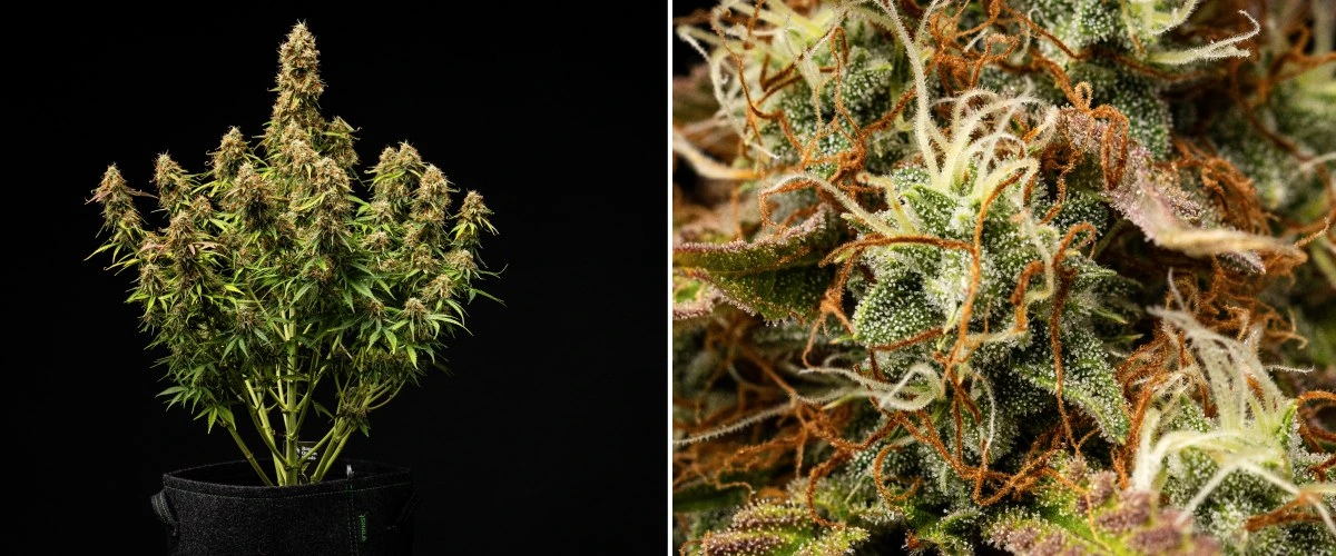 Gaia F1 Grow Report – Week 9-10 Harvest Ready Gaia F1 cannabis plant in week 9-10 growing in soil with mature buds ready for harvest indoors