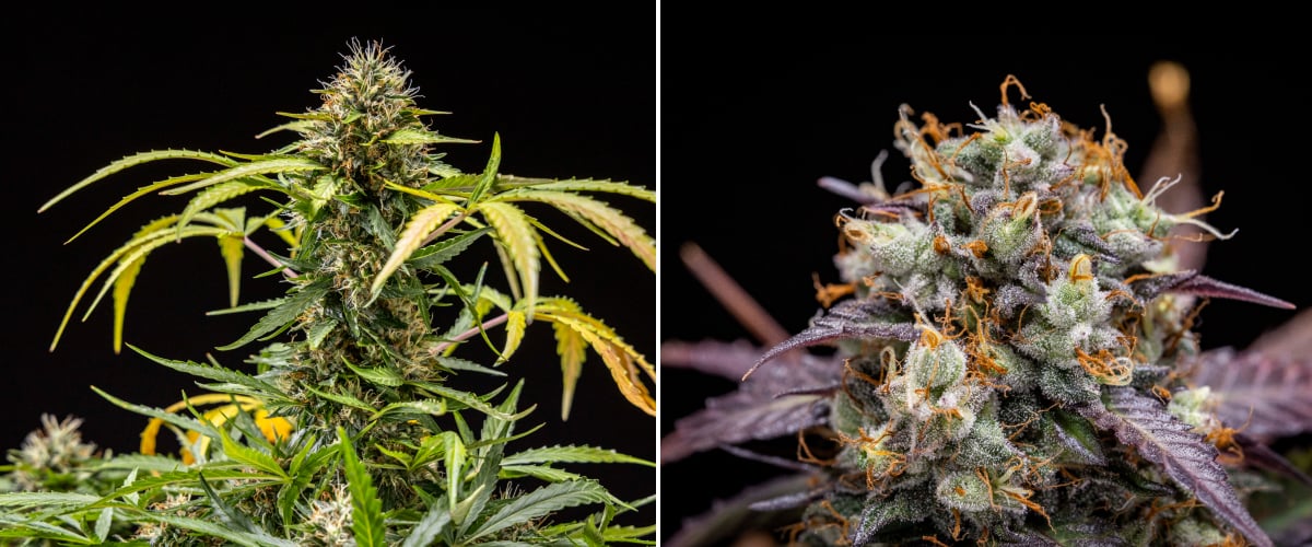 North Thunderfuck cannabis plant during weeks 9–10 of flowering showing fully developed buds, darkened pistils, heavy resin coverage, and signs of harvest readiness under LED light