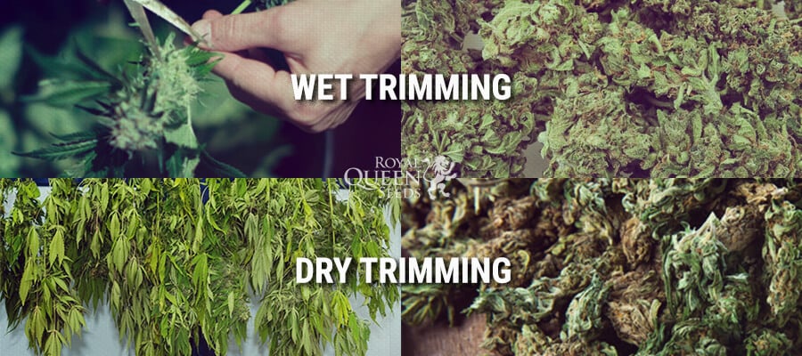 Wet Dry Trimming