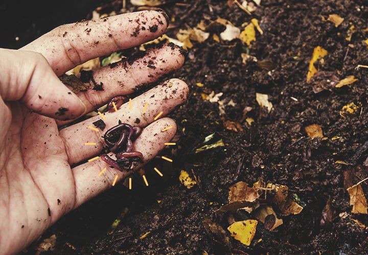 Remove Roots And Worms Remove Roots And Worms