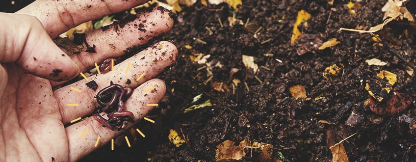 Remove Roots And Worms Remove Roots And Worms