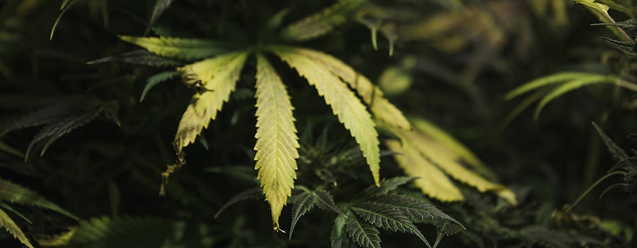 A cannabis plant displaying yellowing leaves, a sign of nutrient lockout, particularly due to nitrogen deficiency, which affects chlorophyll production and causes chlorosis.
