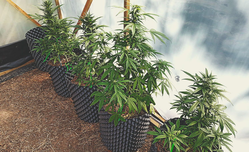 How Much Do Autoflowering Plants Yield?