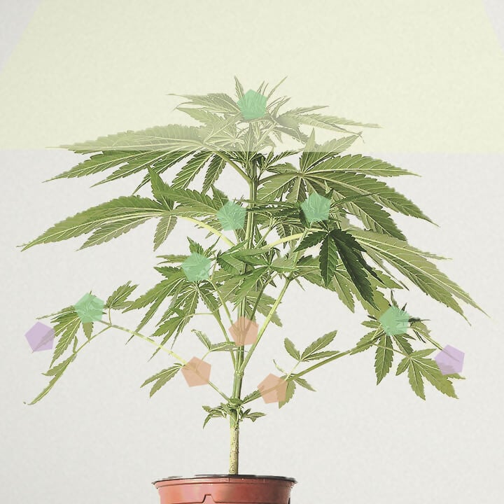 What Is Cannabis Plant Yield? What Is Cannabis Plant Yield?