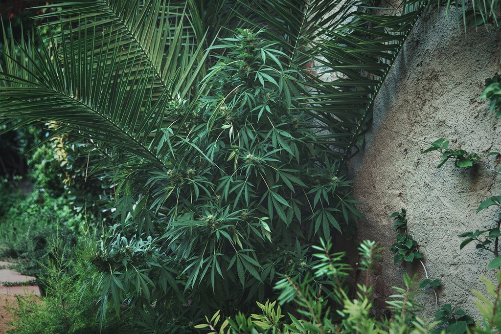 How to Create a Hidden Outdoor Grow - RQS Blog