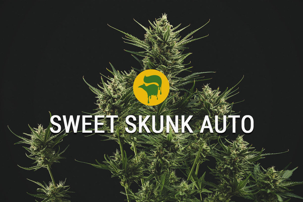 Sweet Skunk Automatic: Sweet, And Super Special - RQS Blog
