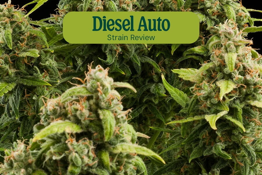 Diesel Auto Strain Review - RQS Blog