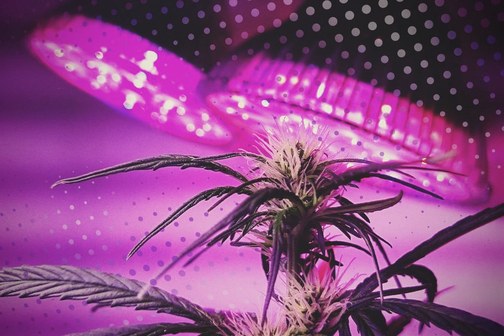 Svække Dodge pint Make the Most of Your LEDs: 5 Tips for Cannabis LED Growing - RQS Blog