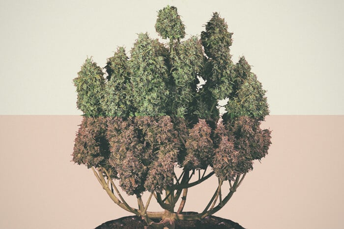 Tips For Growing Autoflower Cannabis Outdoors - RQS Blog