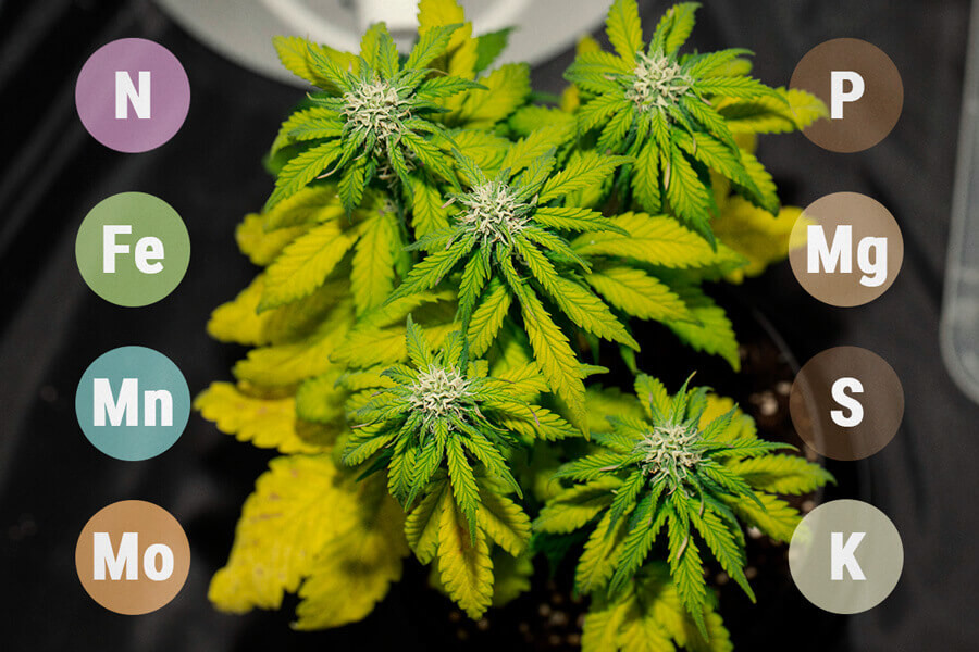 Cannabis Nutrients: Why, How, And When To Feed Your Plants - RQS USA - RQS  Blog