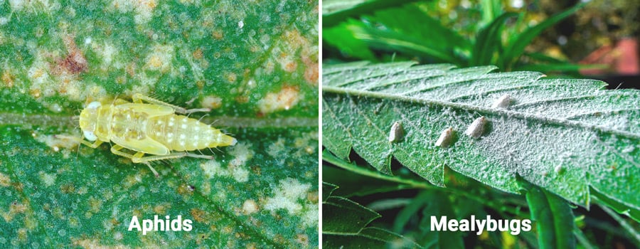 Aphids and Mealybugs