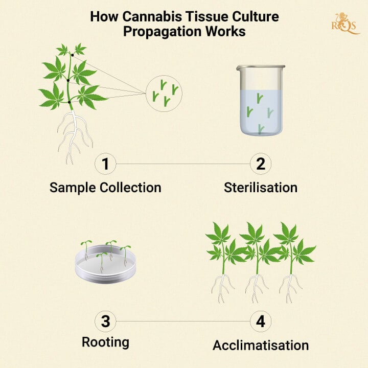 What Is Cannabis Tissue Culture Propagation? RQS Blog